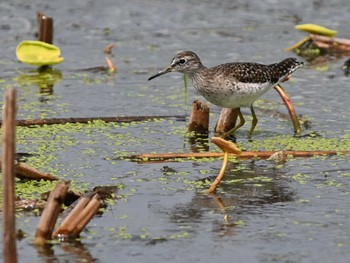 2024年4月16日(火) 熊本新港の野鳥観察記録