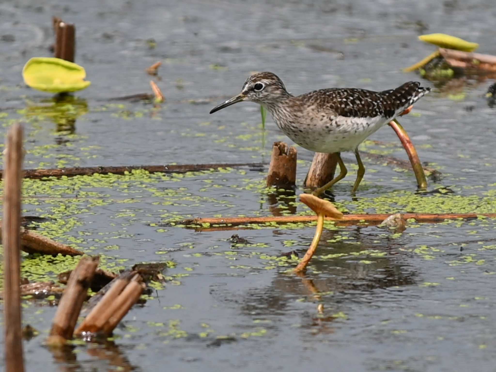 Photo of Wood Sandpiper at 熊本新港 by jo6ehm