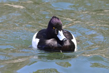 Tufted Duck Osaka castle park Sun, 3/10/2024