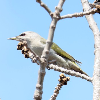 Grey-headed Woodpecker Nishioka Park Tue, 4/16/2024