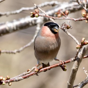 Eurasian Bullfinch Nishioka Park Tue, 4/16/2024