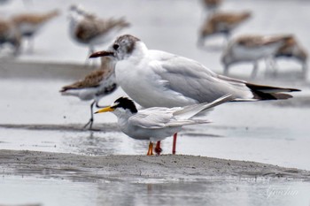 Little Tern Sambanze Tideland Sat, 4/13/2024