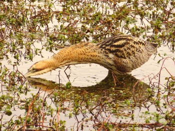 サンカノゴイ 伊庭内湖 2024年3月22日(金)