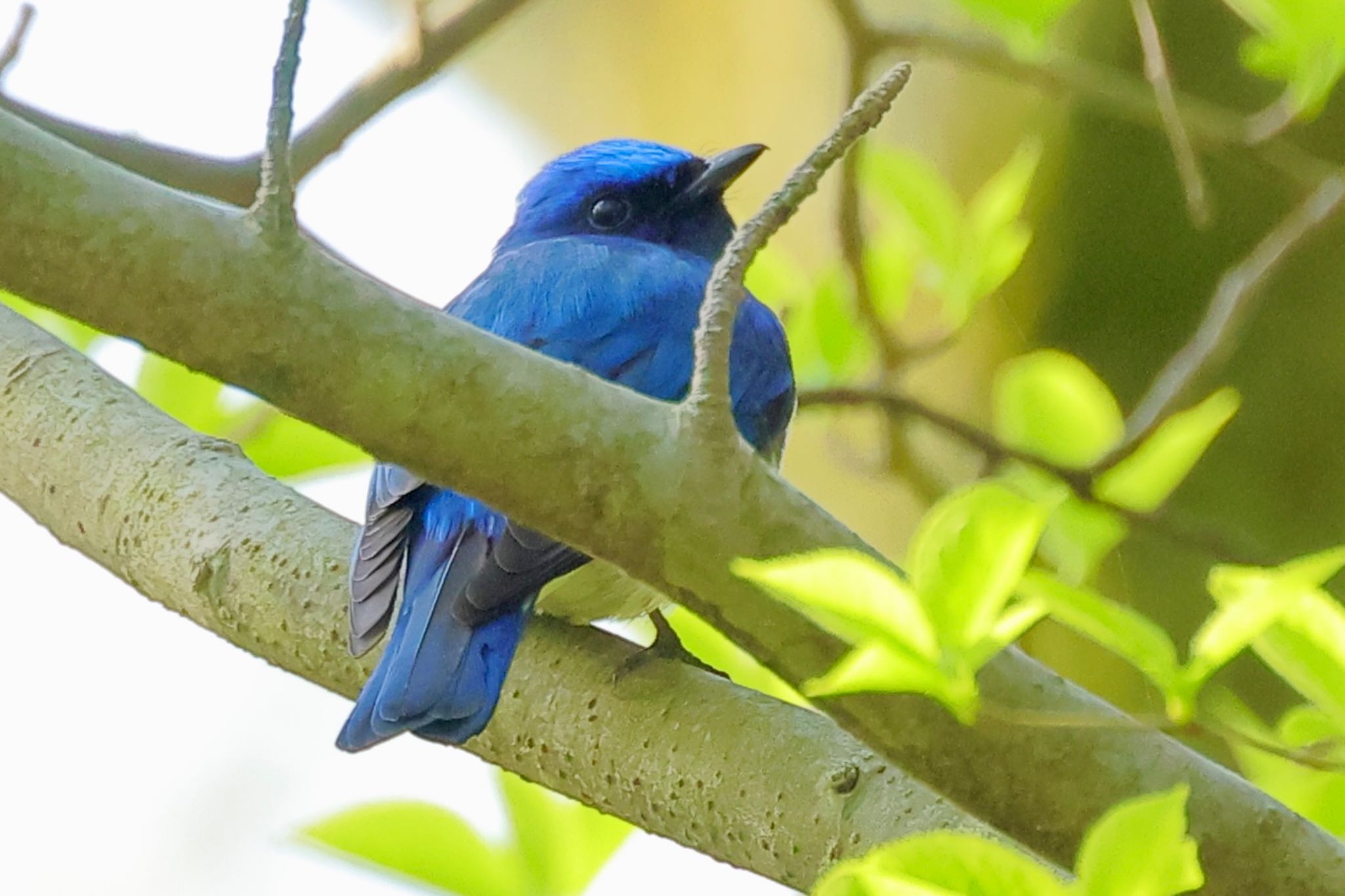 Photo of Blue-and-white Flycatcher at 西山公園 by トシさん