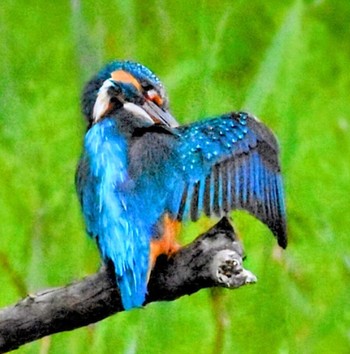 Common Kingfisher Kasai Rinkai Park Tue, 4/16/2024