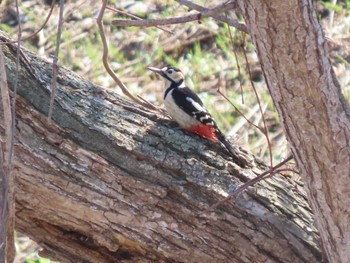 Great Spotted Woodpecker Izunuma Wed, 4/10/2024