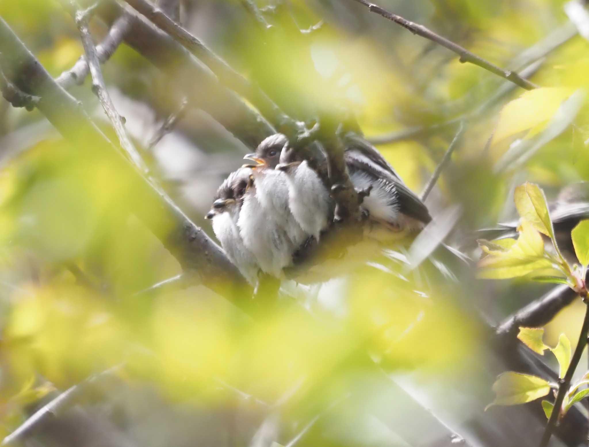 Photo of Long-tailed Tit at 尼崎市農業公園 by マル