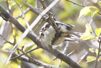 Long-tailed Tit 尼崎市農業公園 Tue, 4/16/2024