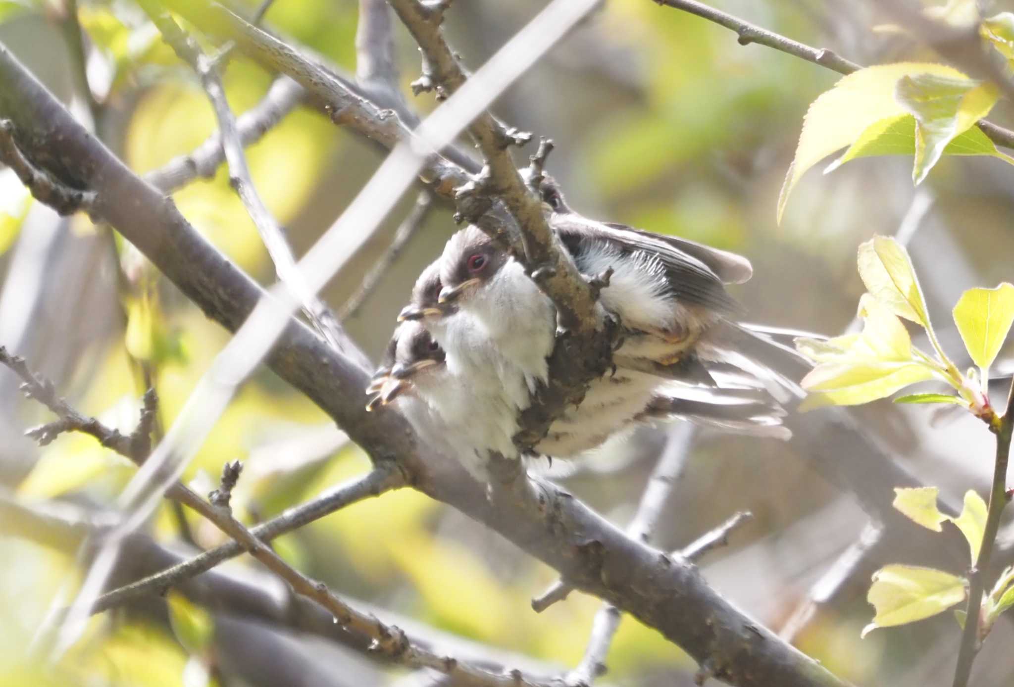 Photo of Long-tailed Tit at 尼崎市農業公園 by マル