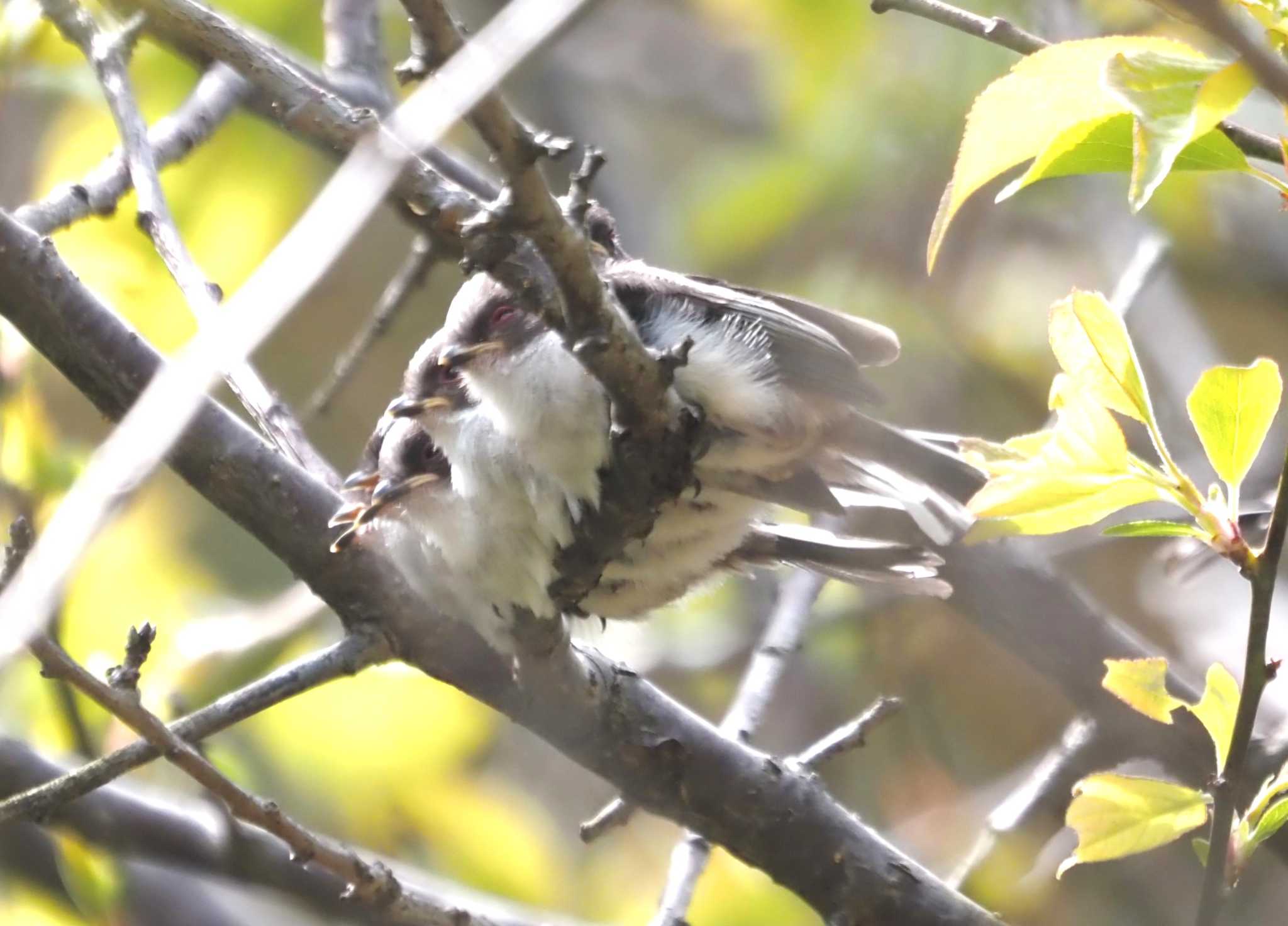 Photo of Long-tailed Tit at 尼崎市農業公園 by マル