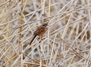 Meadow Bunting 手賀沼遊歩道 Tue, 4/16/2024