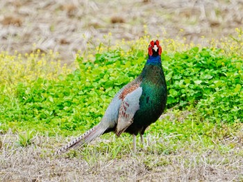 Green Pheasant 手賀沼遊歩道 Tue, 4/16/2024