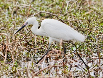 Little Egret Teganuma Tue, 4/16/2024