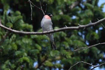 Eurasian Bullfinch 近所の公園 Tue, 4/16/2024