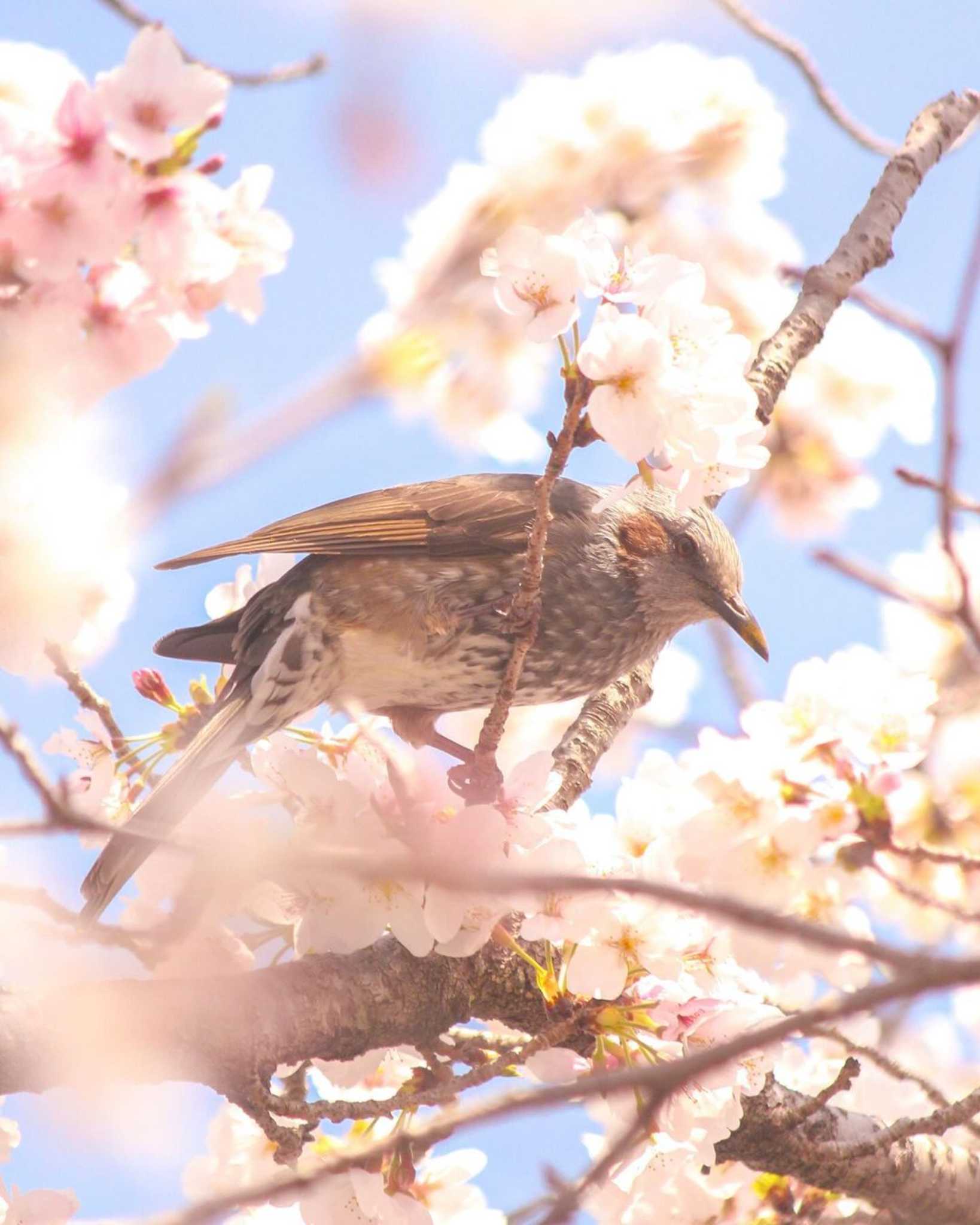 桜に染まりたいヒヨドリ by tomo