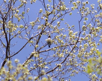 Tue, 4/16/2024 Birding report at 高尾日影沢