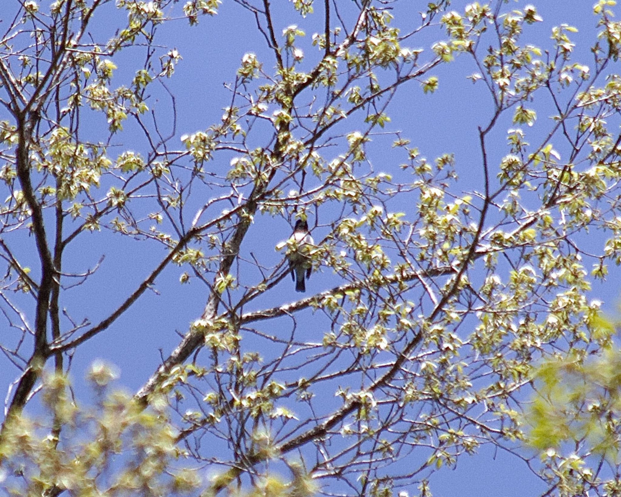 Blue-and-white Flycatcher