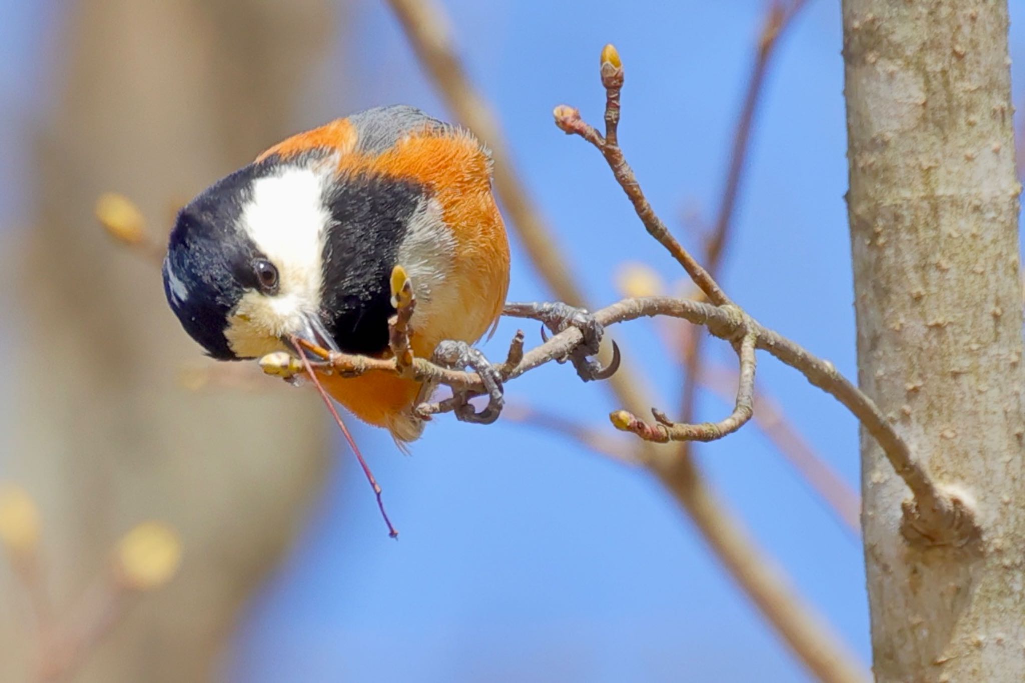 Photo of Varied Tit at 福井県自然保護センター by トシさん