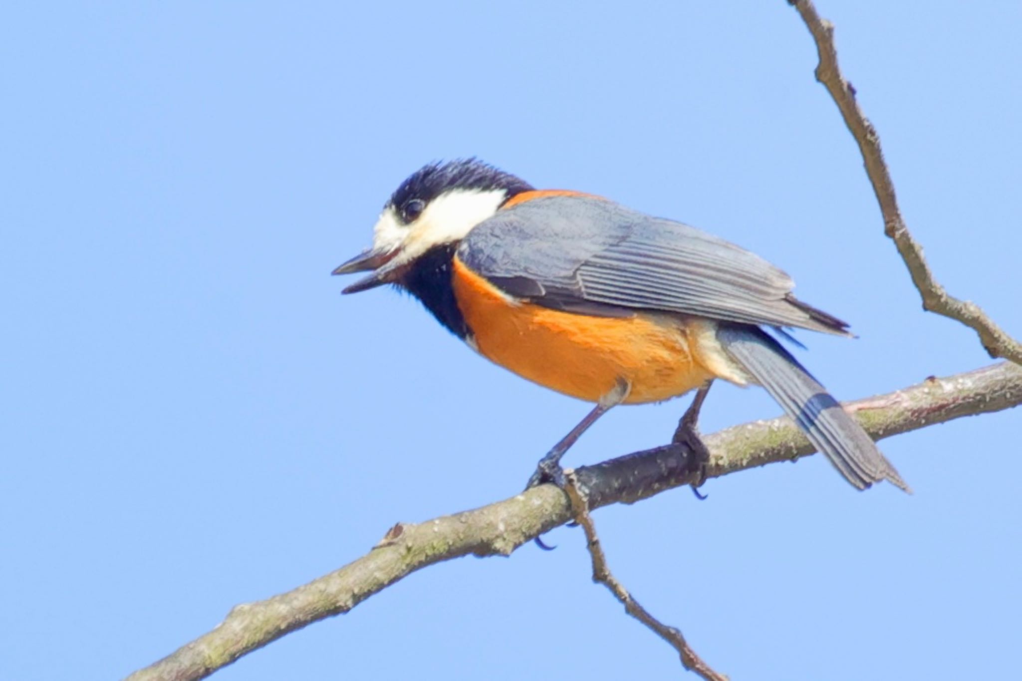 Photo of Varied Tit at 福井県自然保護センター by トシさん