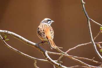 Meadow Bunting 福井県自然保護センター Sat, 4/13/2024