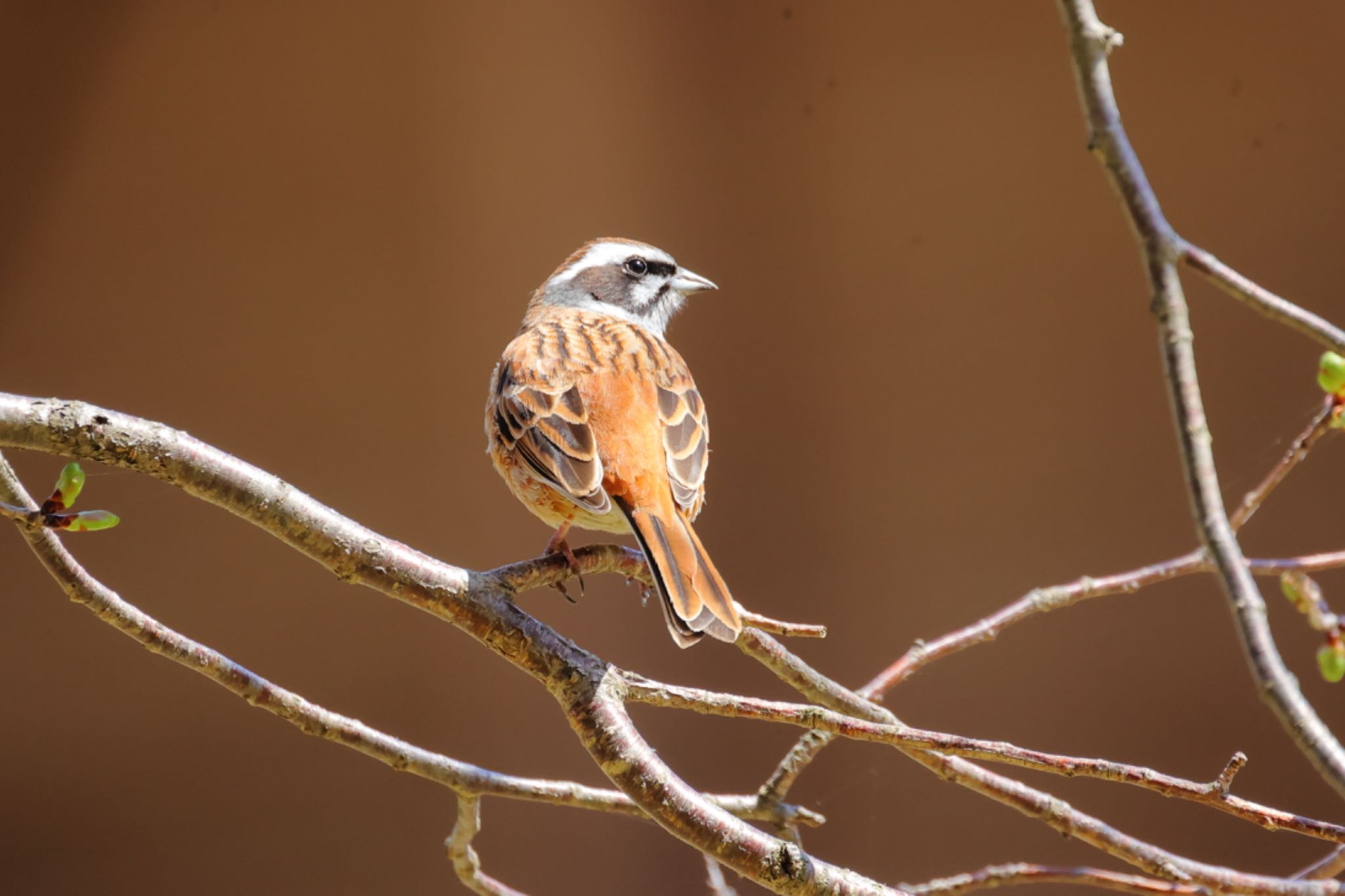 Photo of Meadow Bunting at 福井県自然保護センター by トシさん