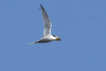 Little Tern Sambanze Tideland Mon, 4/15/2024