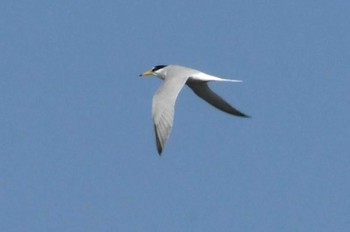 Little Tern Sambanze Tideland Mon, 4/15/2024