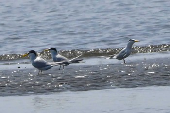 コアジサシ ふなばし三番瀬海浜公園 2024年4月15日(月)