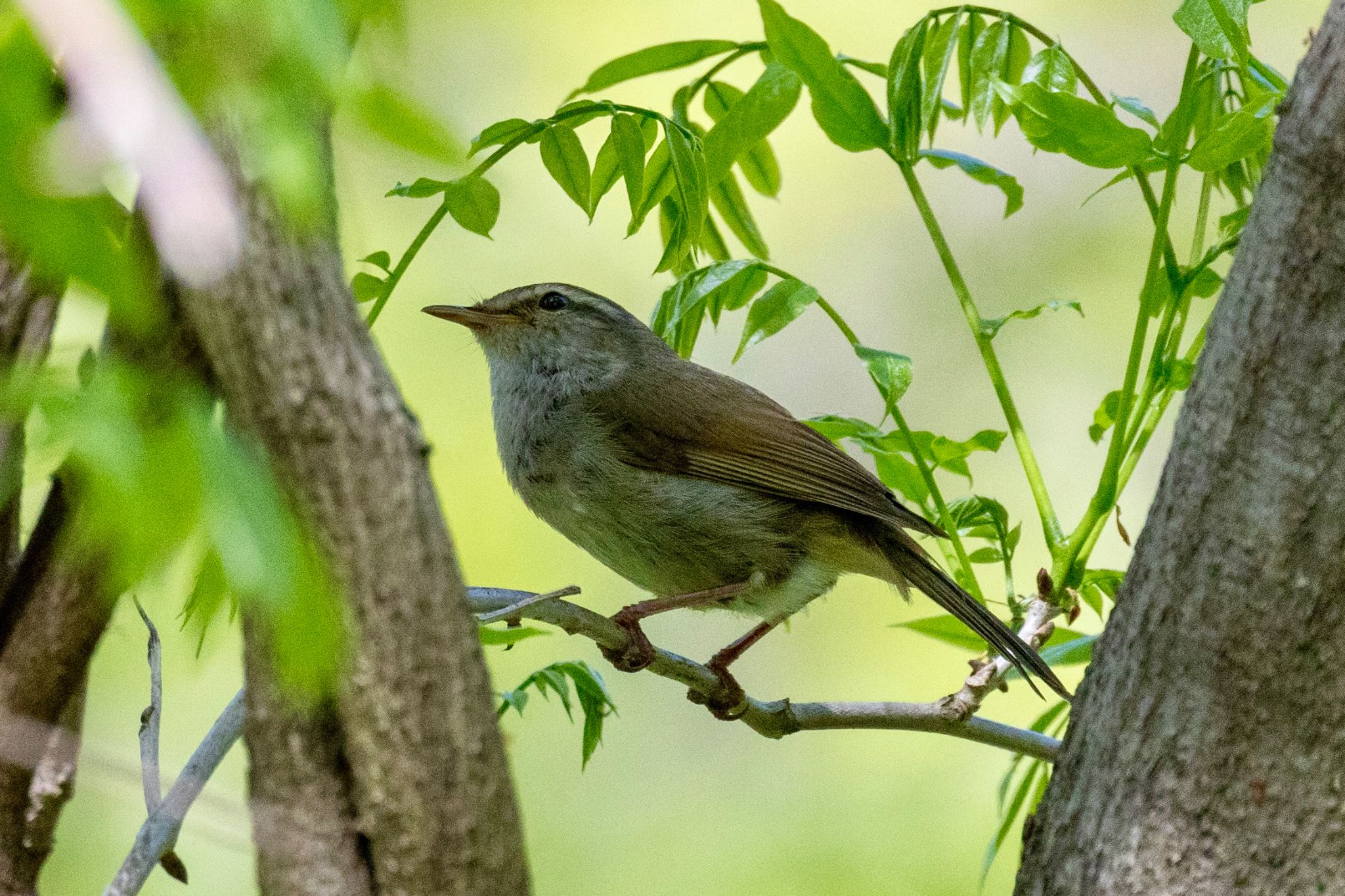 Photo of Japanese Bush Warbler at Akigase Park by Tomo