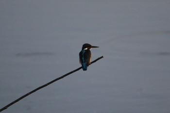 Common Kingfisher 紫川 Tue, 4/3/2018