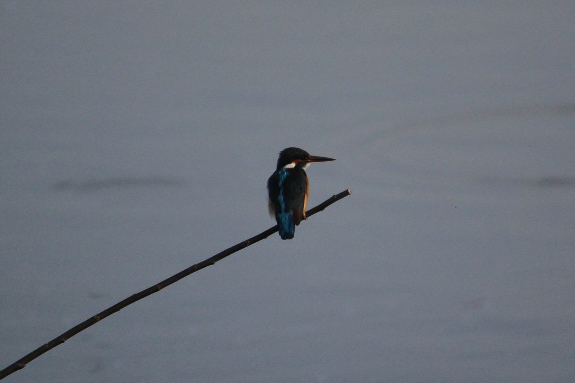 Photo of Common Kingfisher at 紫川 by 吊巣雀