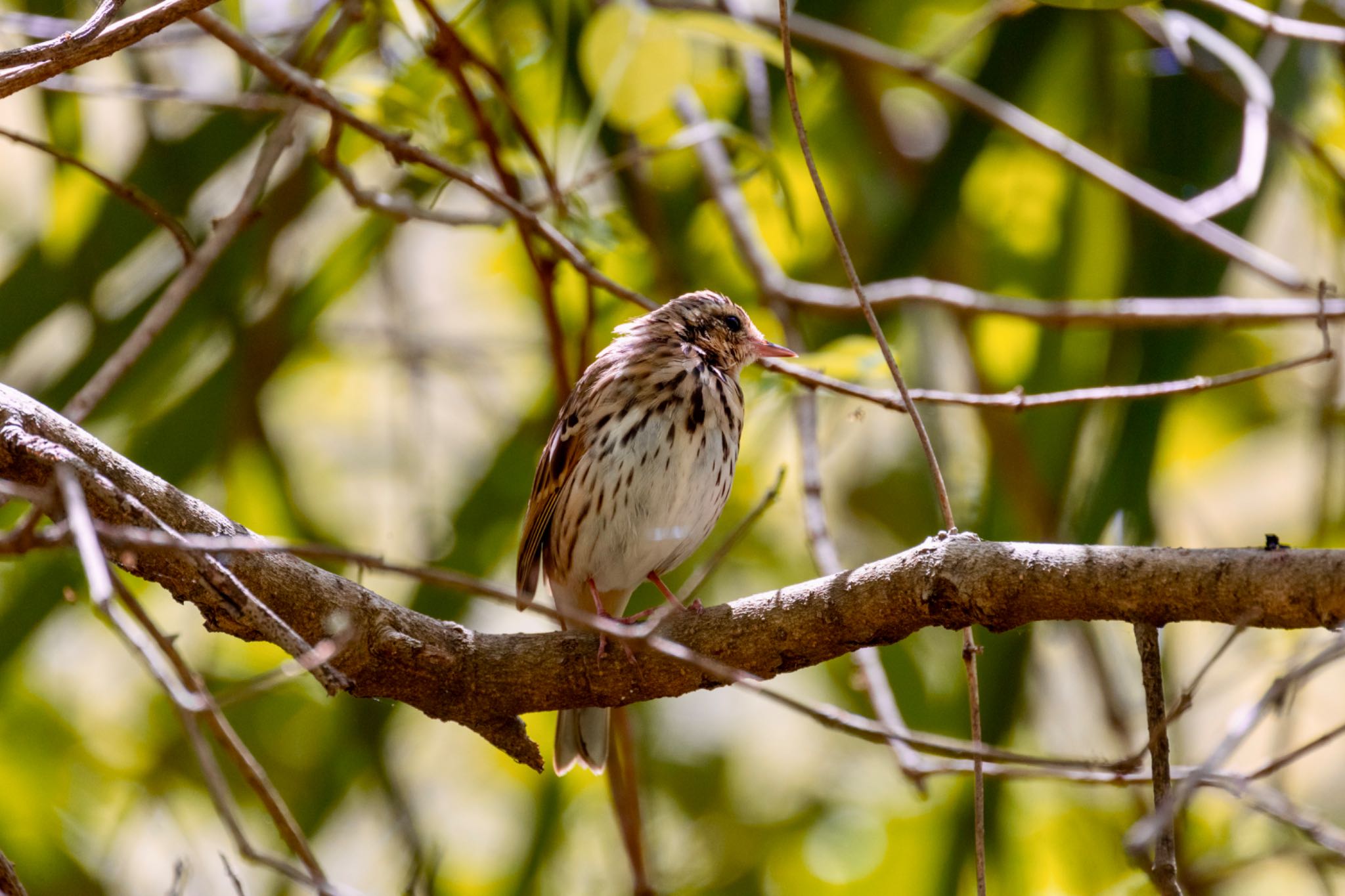 Photo of Olive-backed Pipit at Akigase Park by Tomo