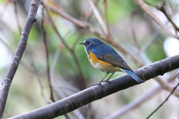 ルリビタキ ロクハ公園(滋賀県草津市) 2024年4月16日(火)