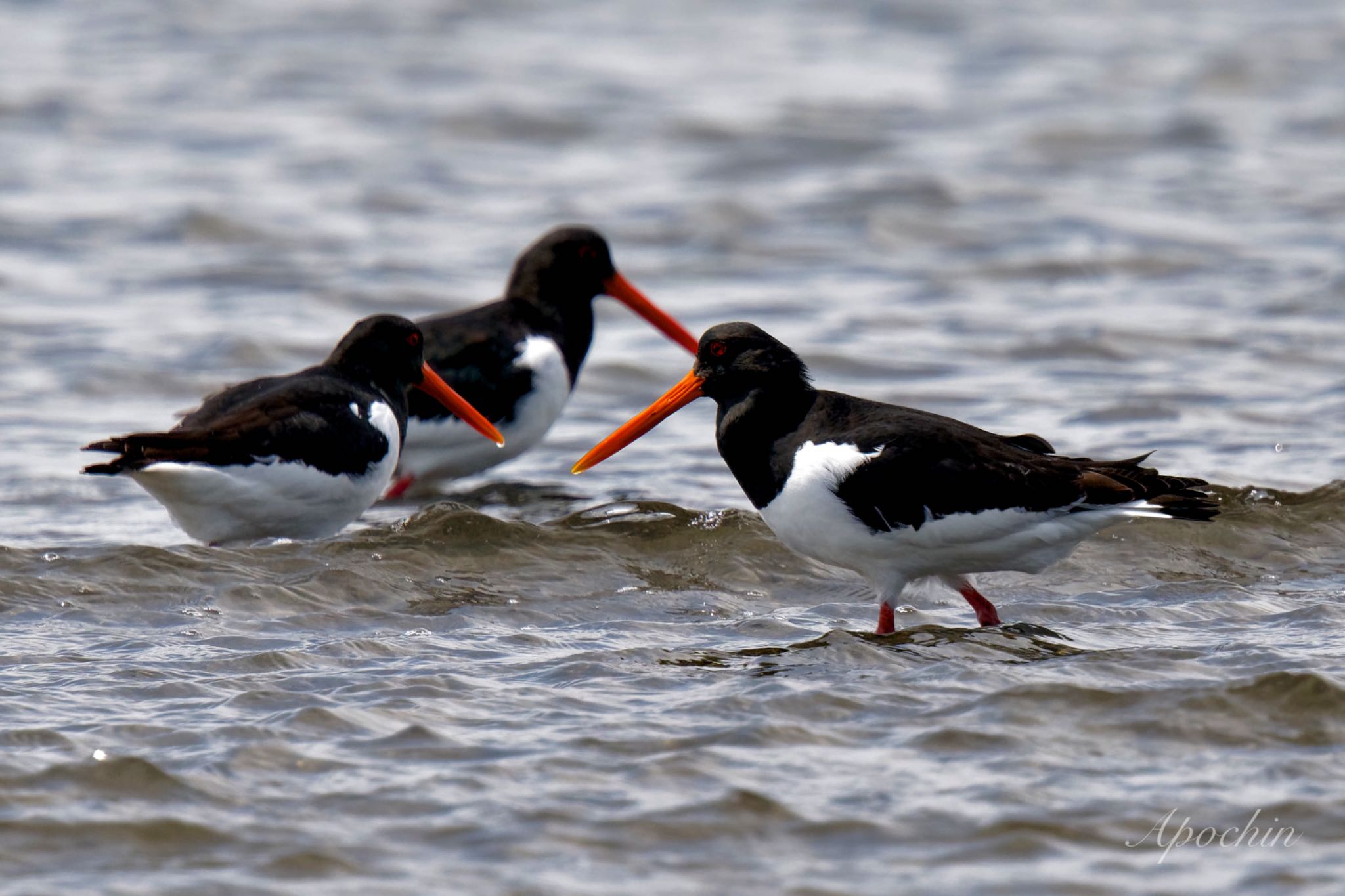 Eurasian Oystercatcher