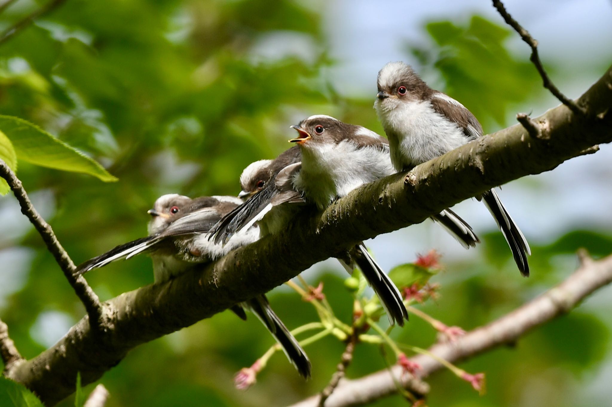 Photo of Long-tailed Tit at 福岡県福岡市 by にょろちょろ