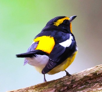 Narcissus Flycatcher 近所の里山 Mon, 4/15/2024