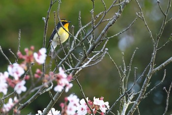 キビタキ 愛知県 2024年4月14日(日)