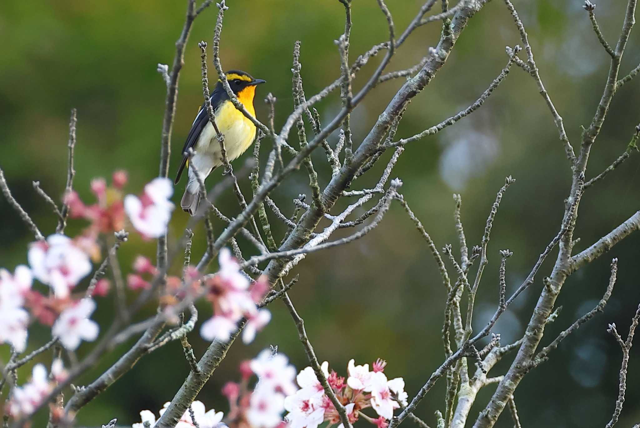 Photo of Narcissus Flycatcher at 愛知県 by ma-★kun