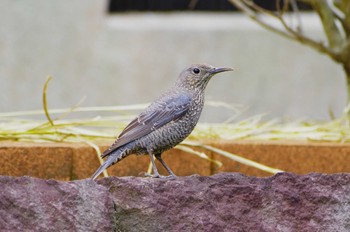 Blue Rock Thrush 厚木七沢森林公園 Tue, 4/16/2024