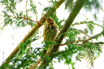 Olive-backed Pipit 厚木七沢森林公園 Tue, 4/16/2024