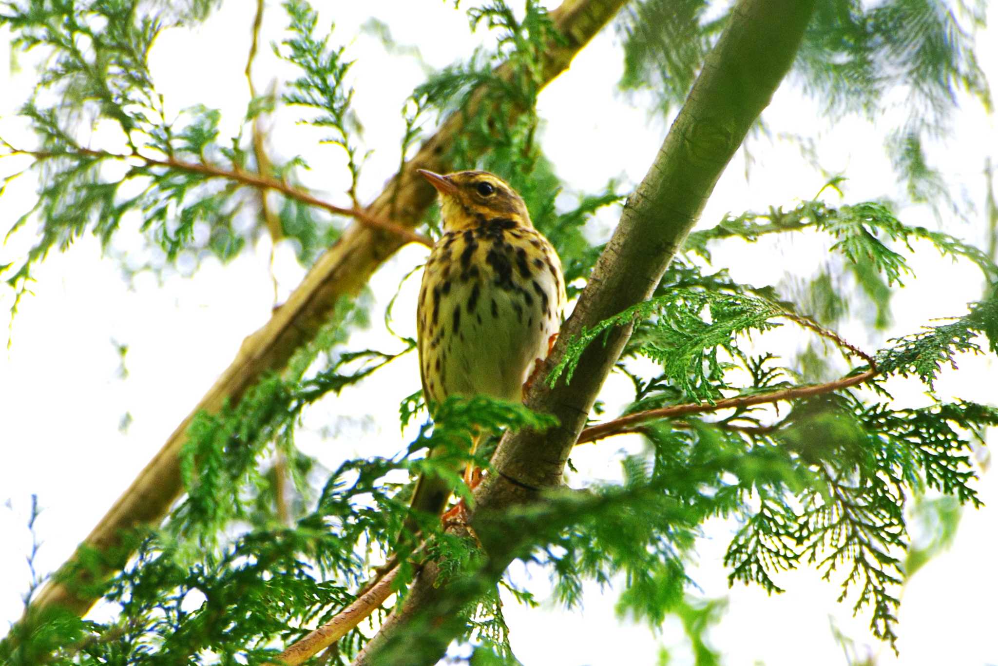 Olive-backed Pipit