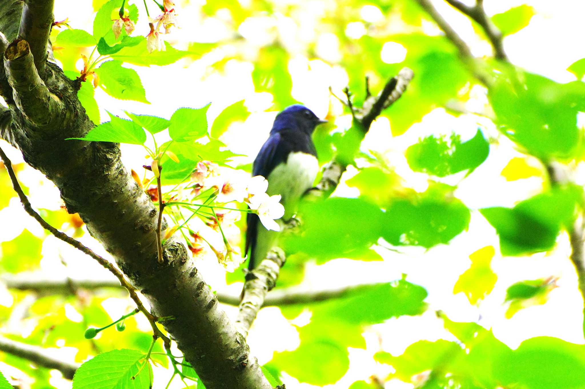 Blue-and-white Flycatcher