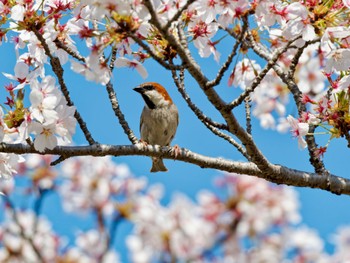 ニュウナイスズメ 神戸市 2024年4月14日(日)