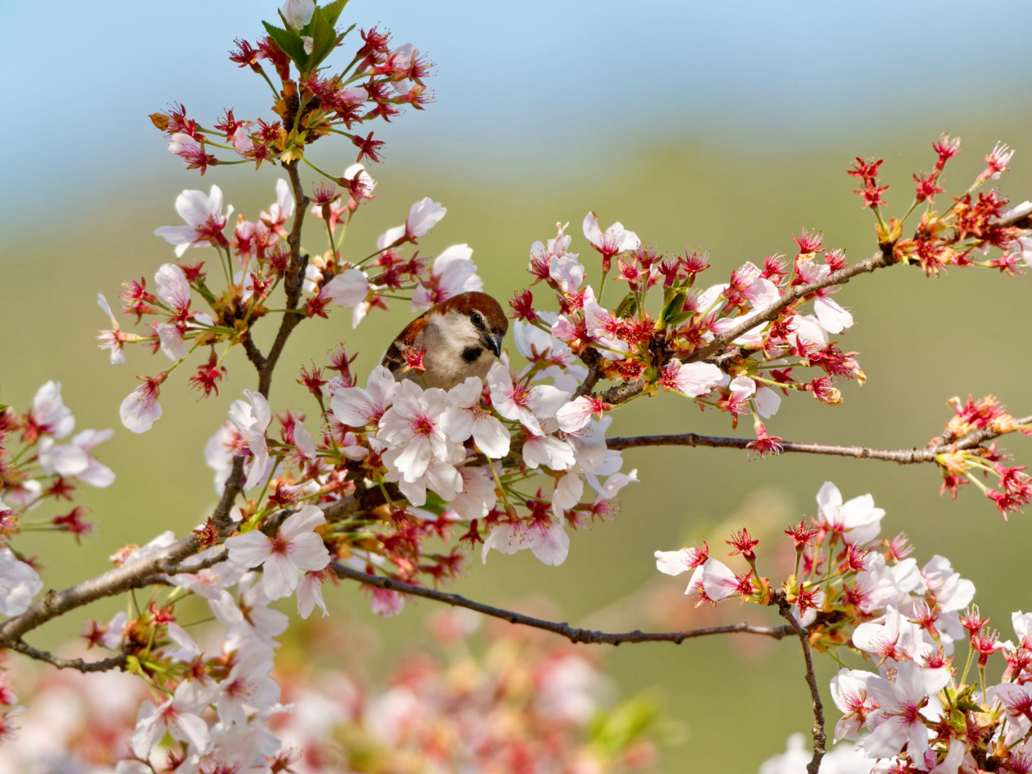 Photo of Russet Sparrow at 神戸市 by speedgame