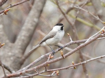 ハシブトガラ 旭山記念公園 2024年4月16日(火)