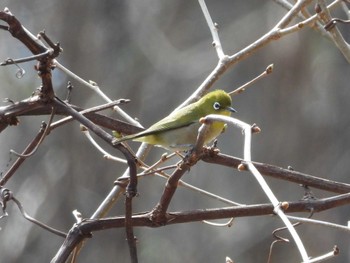 Warbling White-eye Asahiyama Memorial Park Tue, 4/16/2024