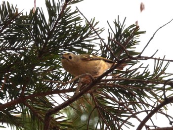 2024年4月16日(火) 旭山記念公園の野鳥観察記録