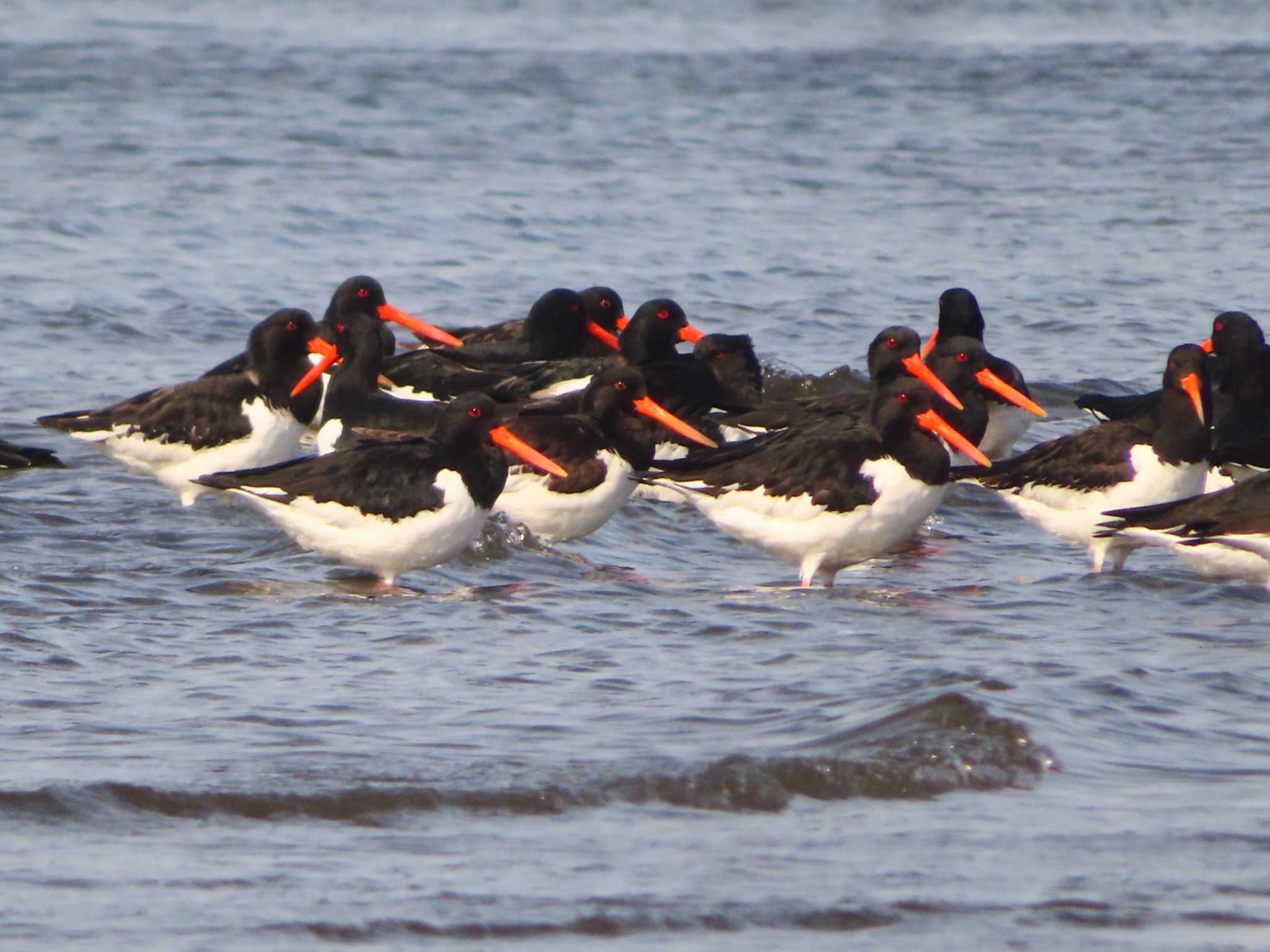 Eurasian Oystercatcher