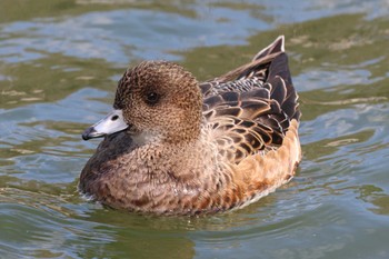 Eurasian Wigeon Osaka castle park Sun, 3/10/2024