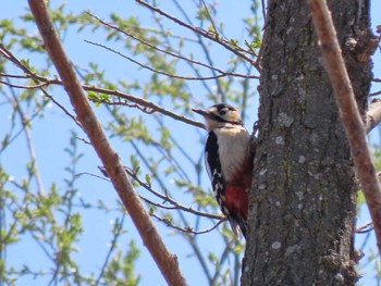 Great Spotted Woodpecker Izunuma Wed, 4/10/2024